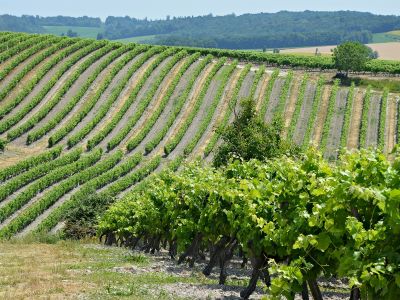 Champagne region
