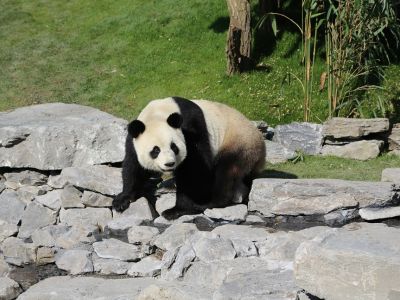 Henegouwen en Bergen