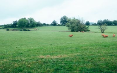 Cows grazing in a green pasture near Arlon