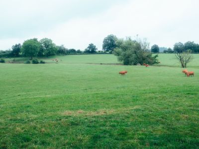 Grazende koeien in een groene weide bij Aarlen