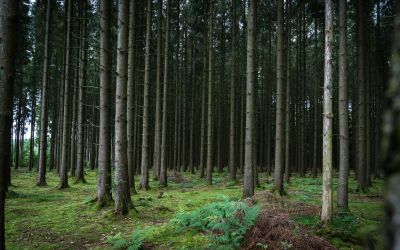Tall pine trees in a forest near Bastogne