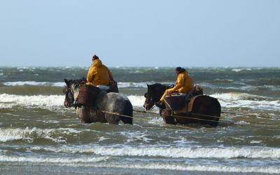 Paardenvissers op garnaal aan de kust van Oostduinkerke