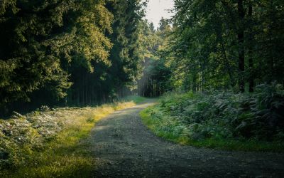Bospad in de groene omgeving van Eupen