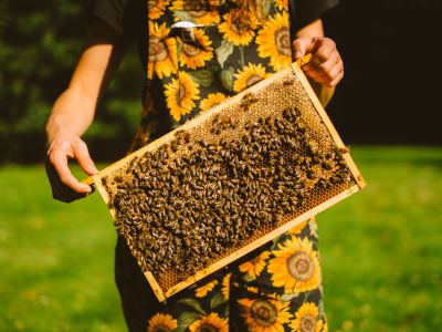 Bee Workshop