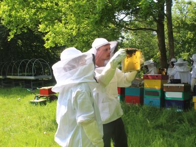Bee Workshop