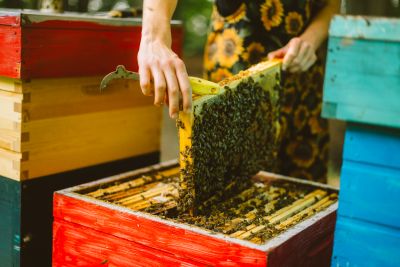 Bee Workshop