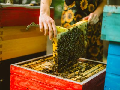 Bee Workshop