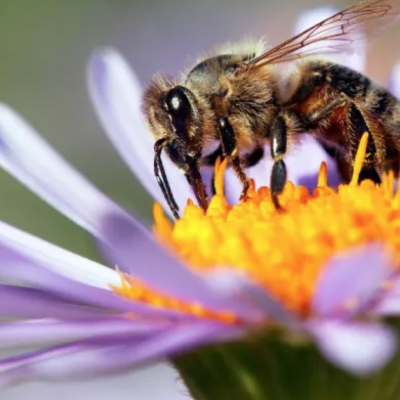 Bouw een eigen ecosysteem