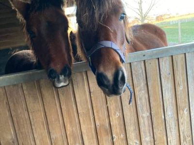 Horse and pony walk