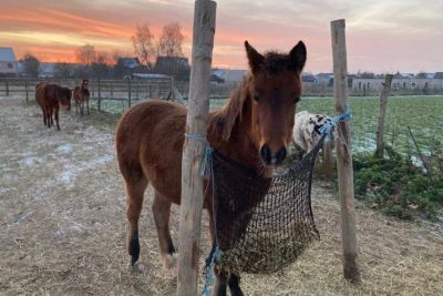 Horse and pony walk