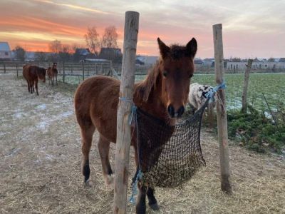 Horse and pony walk