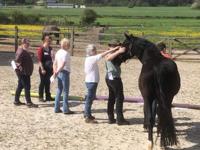 Horses and systemic coaching