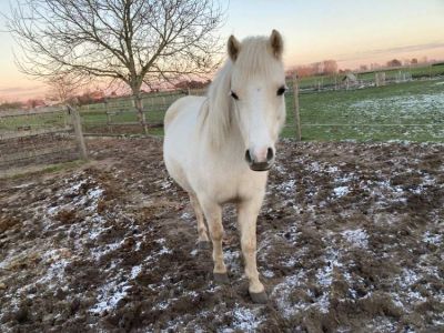 The Power of Horses through systemic coaching