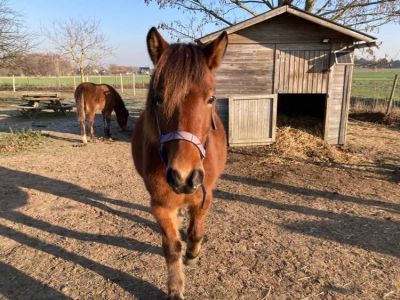 The Power of Horses through systemic coaching