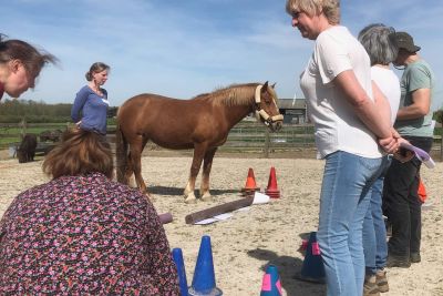Horses and systemic coaching
