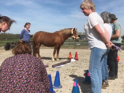 Horses and systemic coaching