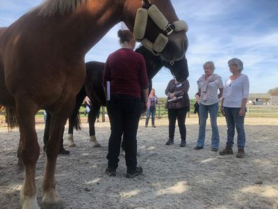 Horses and systemic coaching