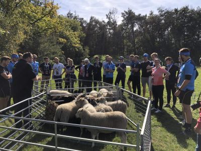 Travailler avec des moutons