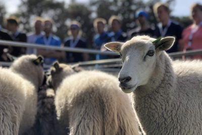 Travailler avec des moutons