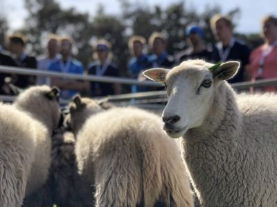 Working with sheep