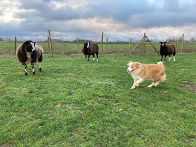 Travailler avec des moutons