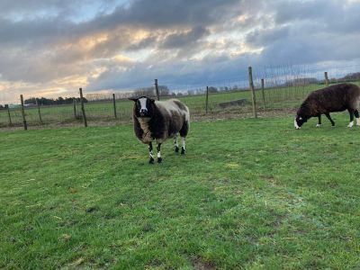 Travailler avec des moutons