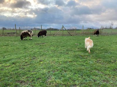 Travailler avec des moutons