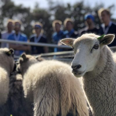 Working with sheep